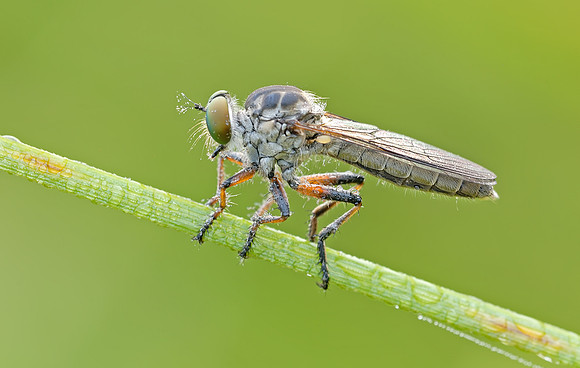Ommatius tibialis