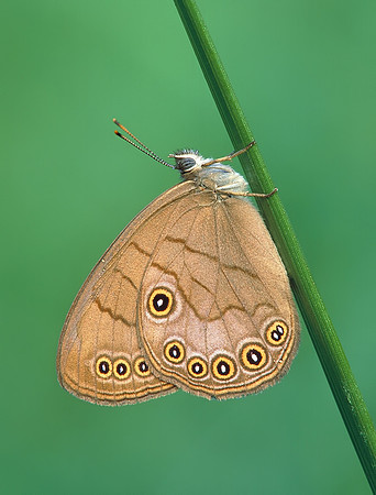 Appalachian Brown (Satyrodes appalachia)