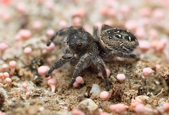 Phidippus purpuratus (female)