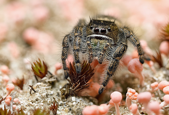 Phidippus purpuratus (female)
