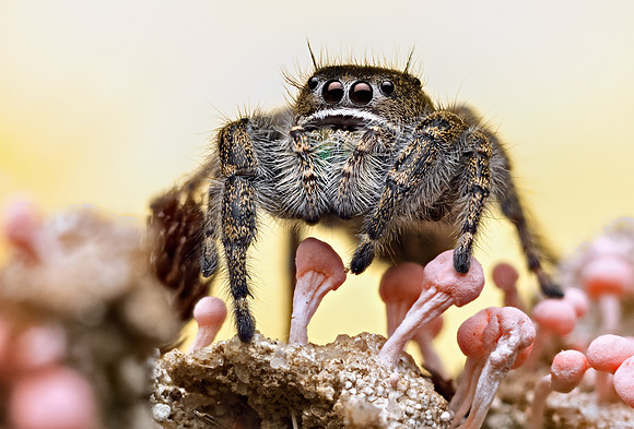 Phidippus purpuratus (female)
