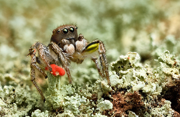 Habronattus calcaratus maddisoni