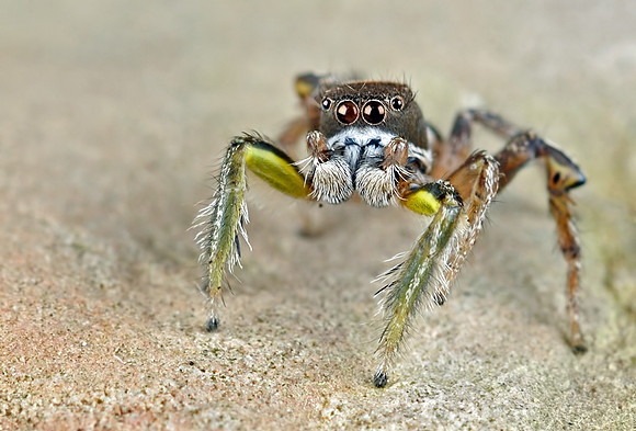 Habronattus viridipes