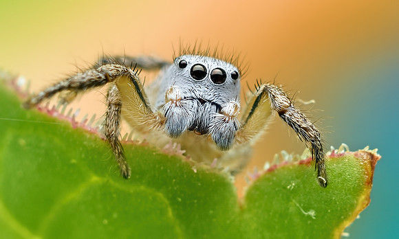 Habronattus decorus
