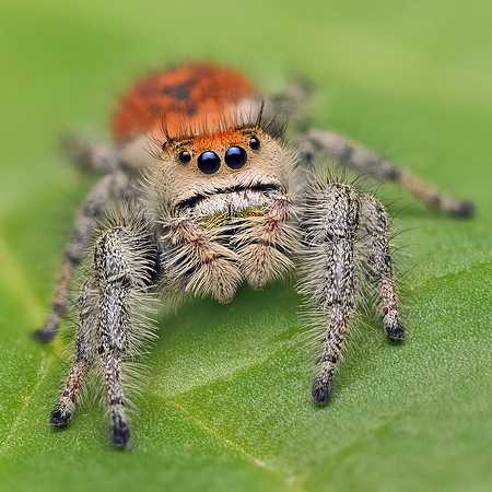 Phidippus regius