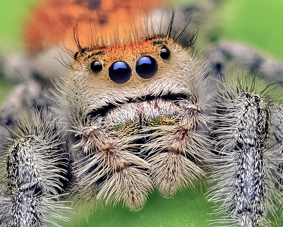 Phidippus regius