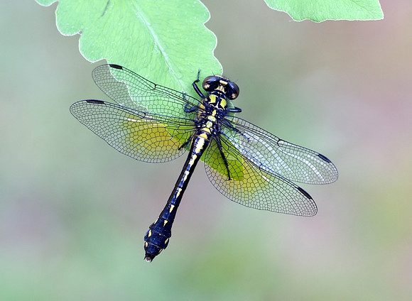 Pygmy Snaketail (Ophiogomphus howei)