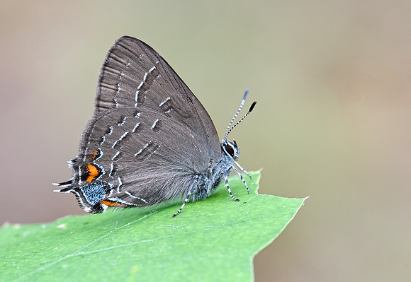 Banded Hairstreak (Satyrium calanus)