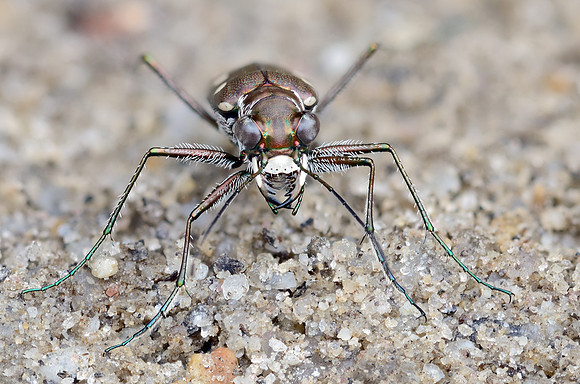 Ocellated Tiger Beetle (Cicindelidia ocellata ocellata)