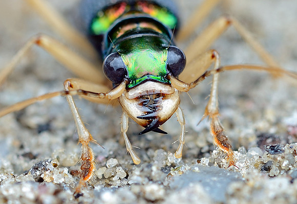 Pan-American Big-headed Tiger Beetle (Tetracha carolina)