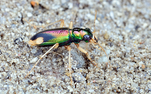 Pan-American Big-headed Tiger Beetle (Tetracha carolina)