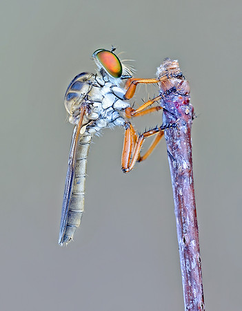 Ommatius wilcoxi