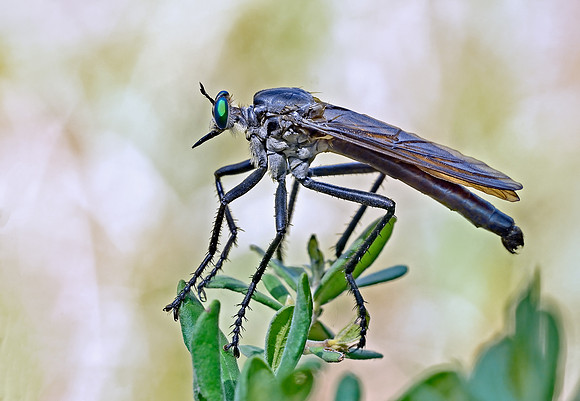 Microstylum morosum