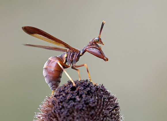 Climaciella brunne