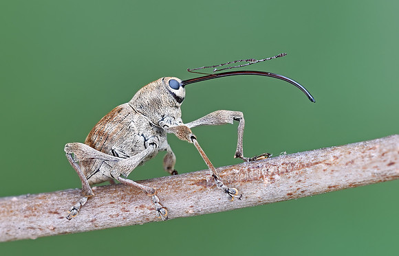 Curculio nasicus