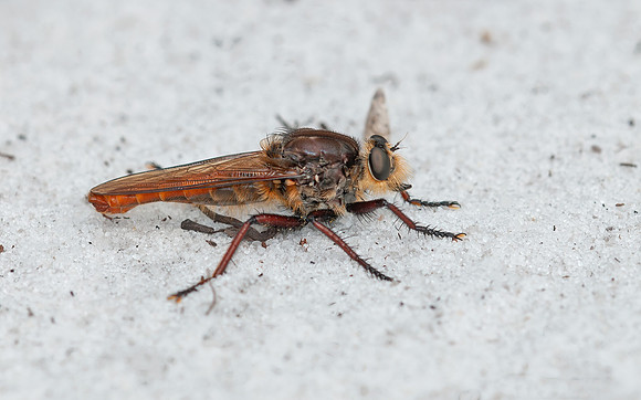 Proctacanthus fulviventris