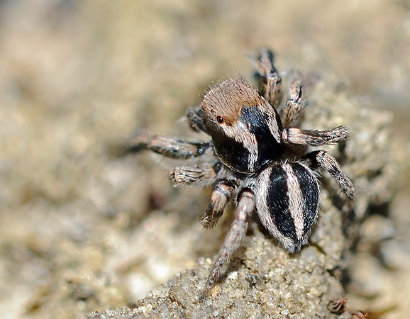 Habronattus calcaratus maddisoni