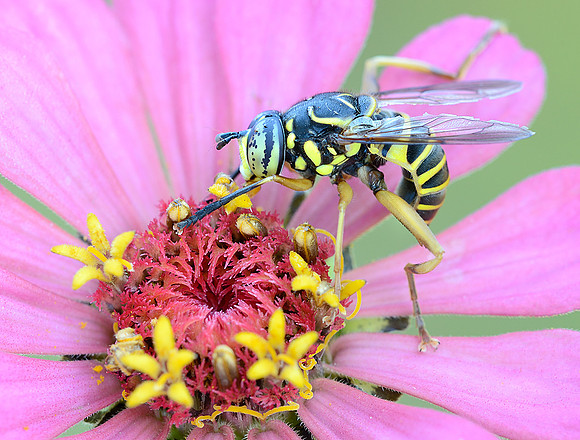 Spilomyia longicornis