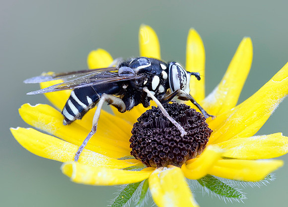Spilomyia fusca
