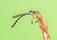 Beameromyia disfascia