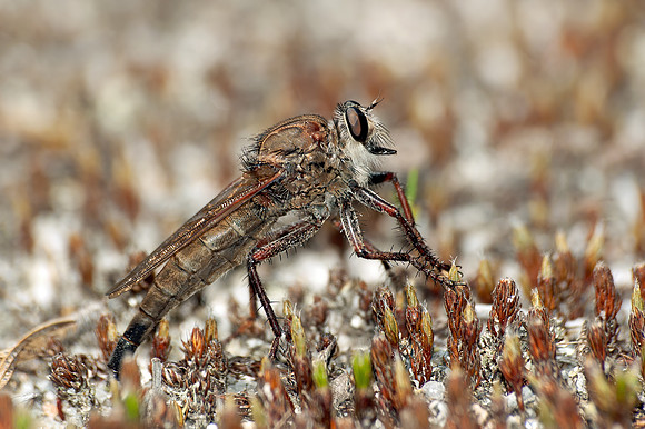 Proctacanthus nigriventris