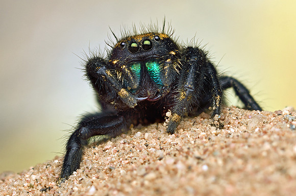 Phidippus apacheanus
