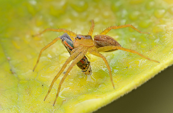 Spider with leafhopper