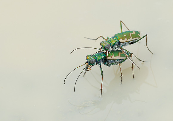 Ellipsoptera marutha