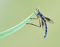 Apachekolos tenuipes