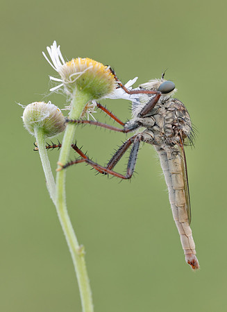 Proctacanthus brevipennis