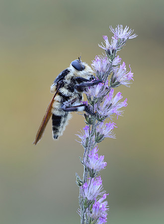 Mallophora bomboides