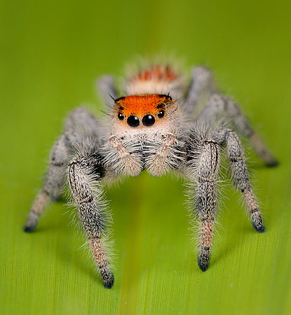 Regal Jumping Spider (Phidippus regius)