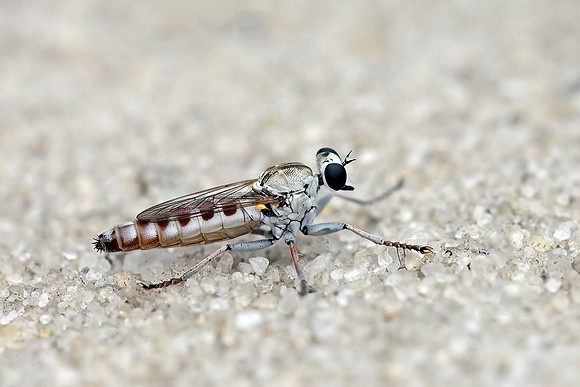 Stichopogon abdominalis