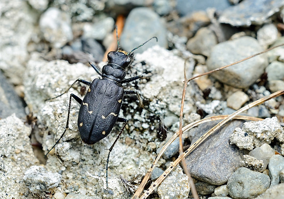 Boreal Long-lipped Tiger Beetle (Cicindela longilabris)