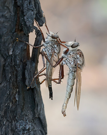 Proctacanthus longus