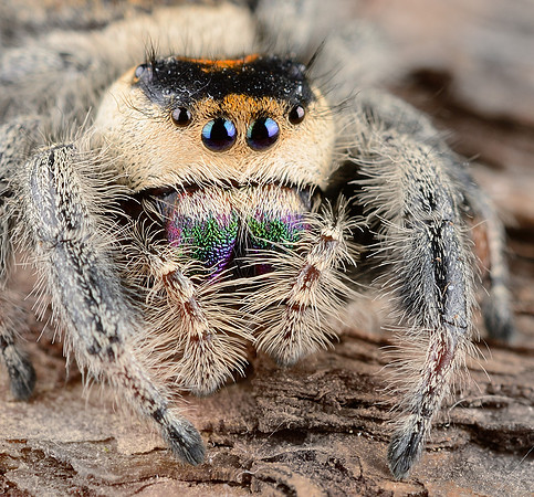 Regal Jumping Spider (Phidippus regius)