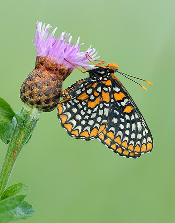 Baltimore Checkerspot (Euphydryas phaeton)