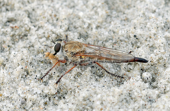 Proctacanthella leucopogon