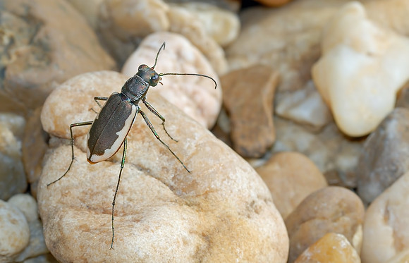 Cicindelidia marginipennis