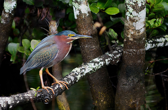 Green Heron