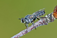 Atomosia puella