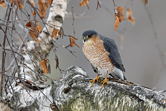 Sharp-shinned Hawk