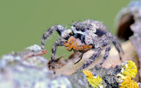 Platycryptus undatus