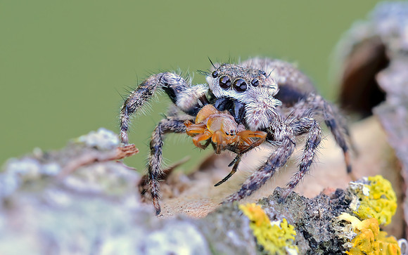 Platycryptus undatus