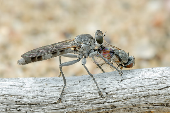 Stichopogon trifasciatus