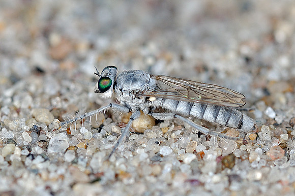 Stichopogon argenteus