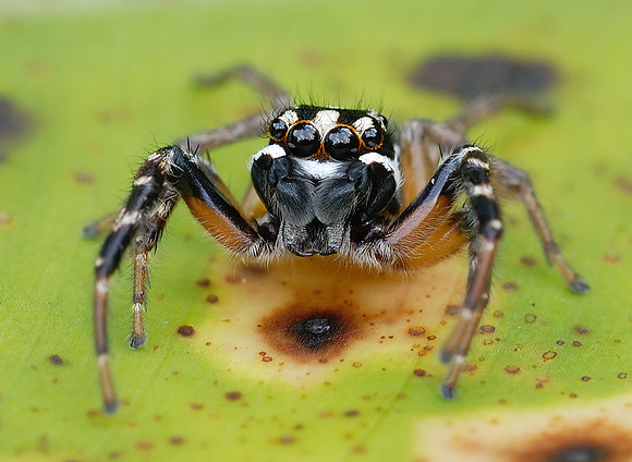 Jumping Spider - French Guiana