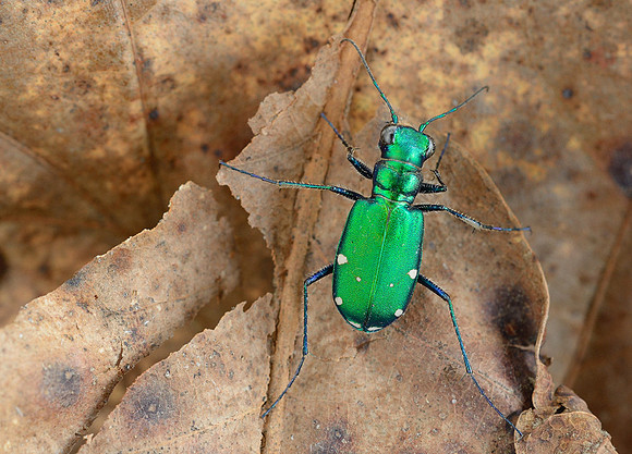 Cicindela sexguttata