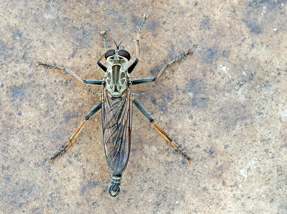 Philonicus fuscatus