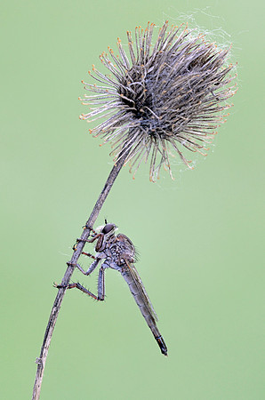 Proctacanthus brevipennis